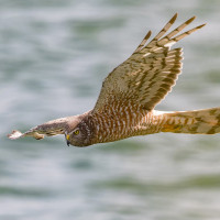 Cinereous Harrier
